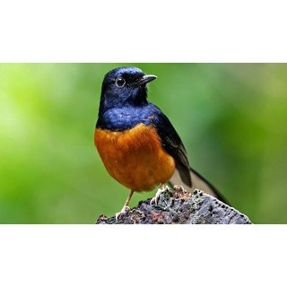 Murai Batu Palangka / Borneo Ekor Mulus