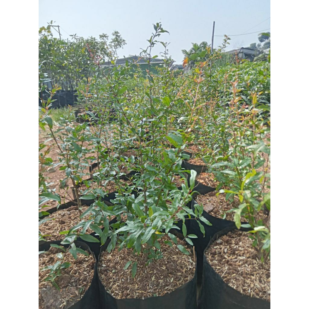 Bibit Pohon Delima Merah biji lunak