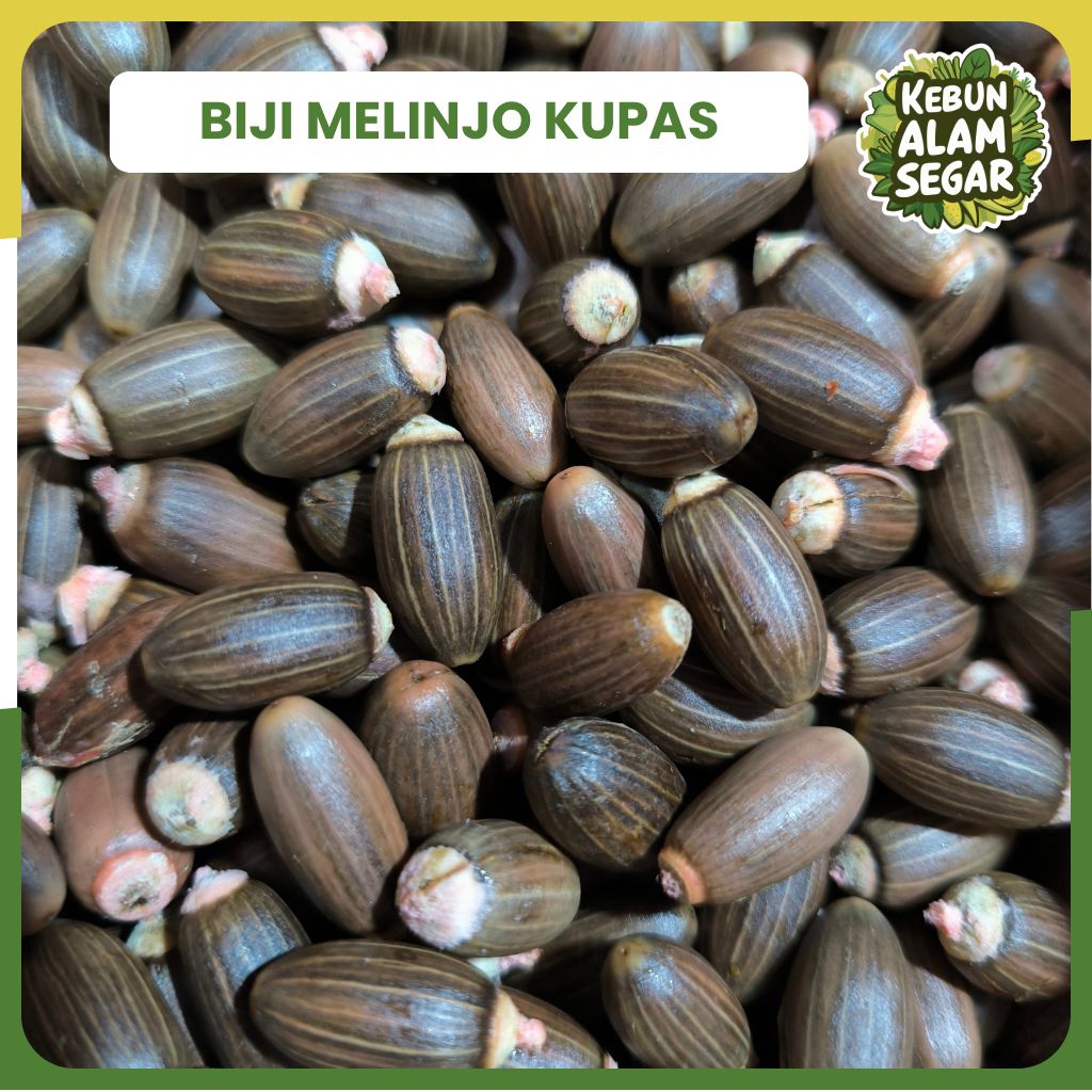 

BIJI BUAH MELINJO KUPAS MENTAH SEGAR - TANGKIL