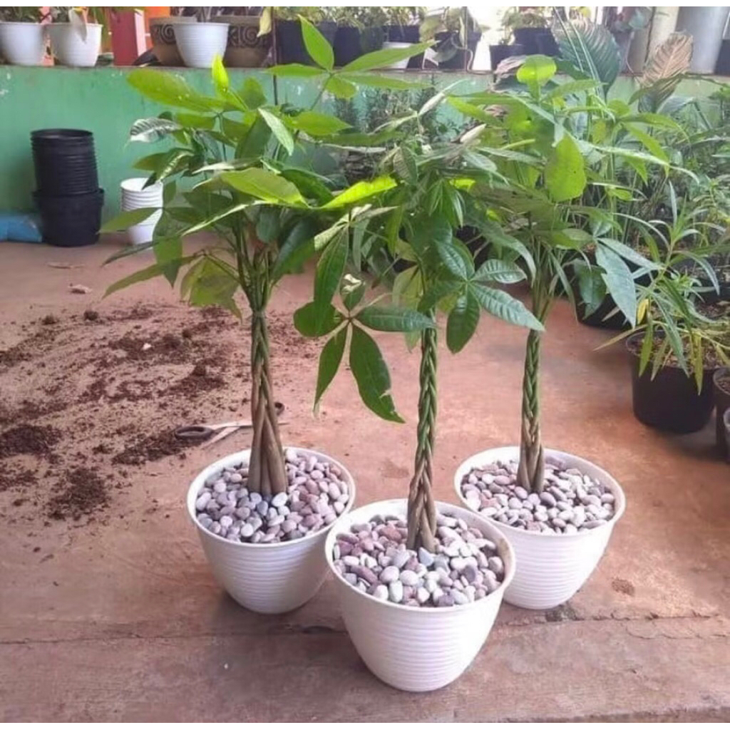 Tanaman Hias Pachira Kepang 3 / Tanaman Hoki Pachira