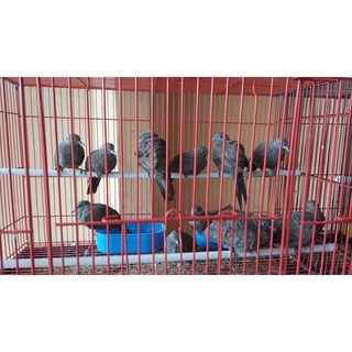 Perkutut Cemani Palmerah