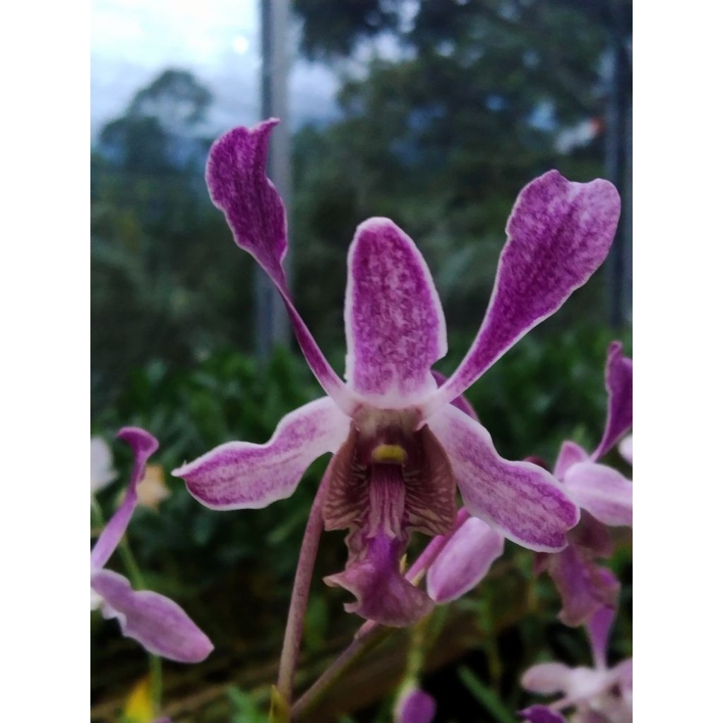 Dendrobium macrophyllum x dendrobium lineale blue(dendrobium Reyna)