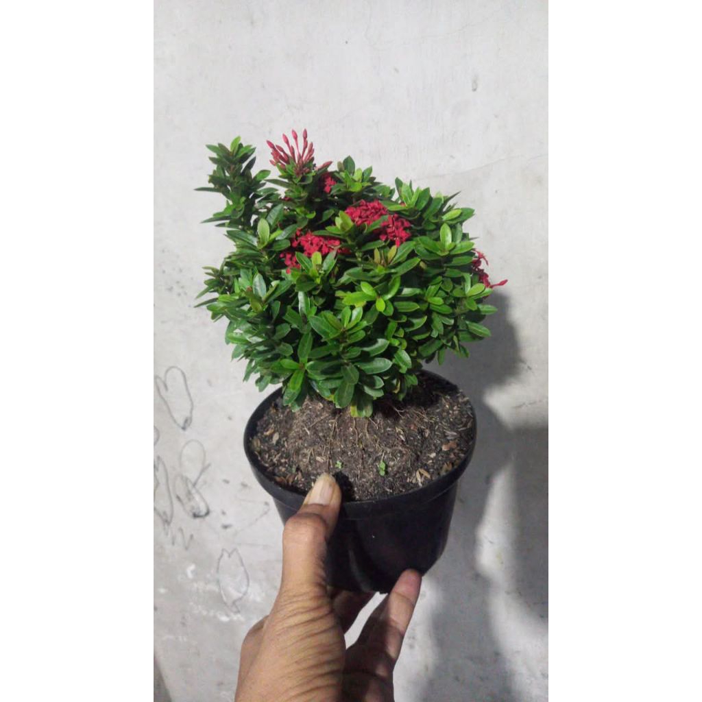 asoka mikro bunga merah