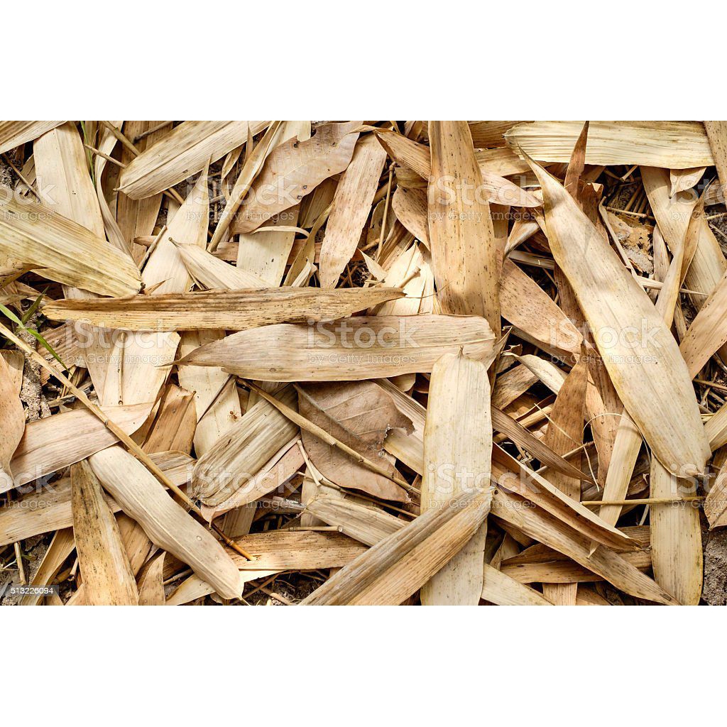 

Daun bambu kering