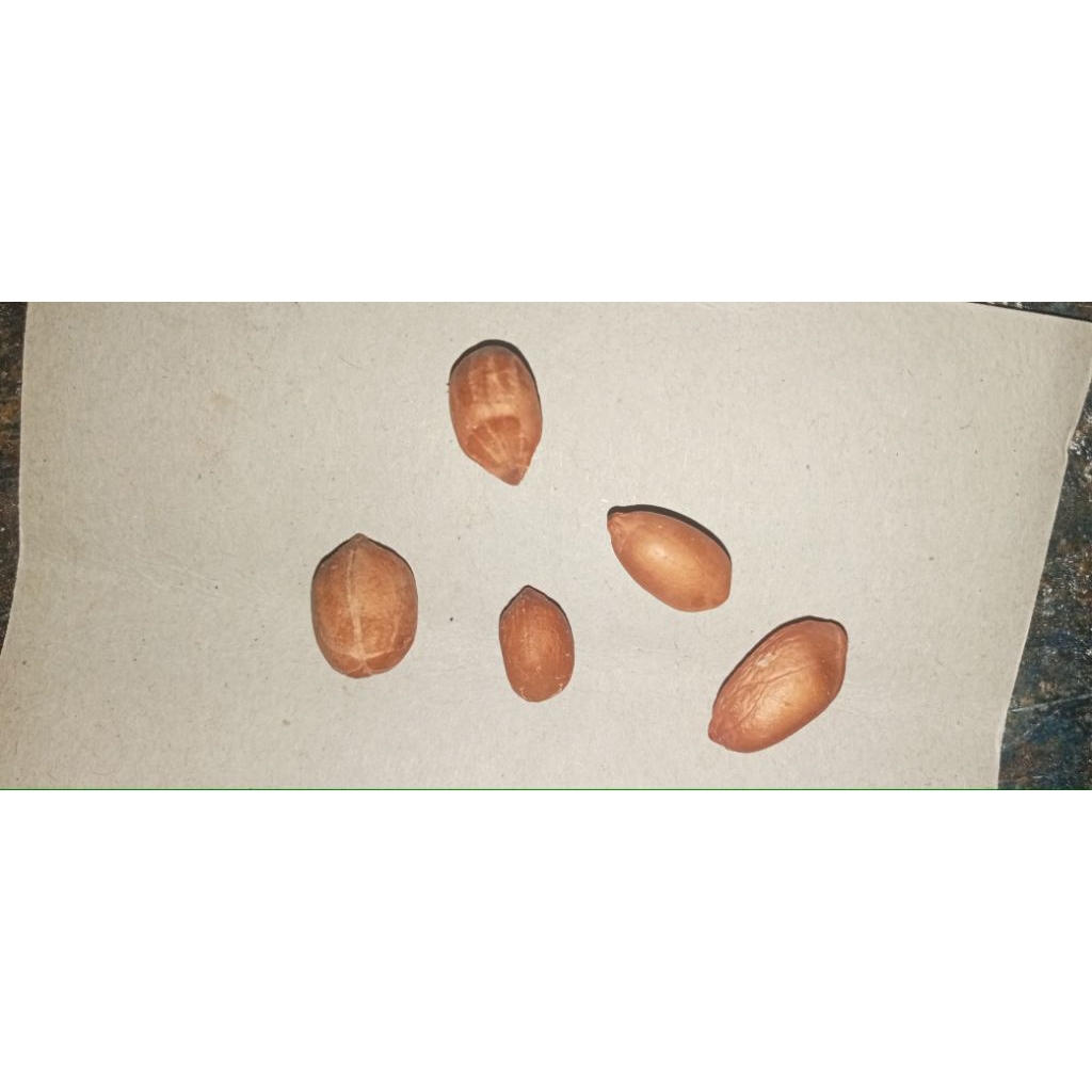 

jualan gabut "kacang tanah 5 butir