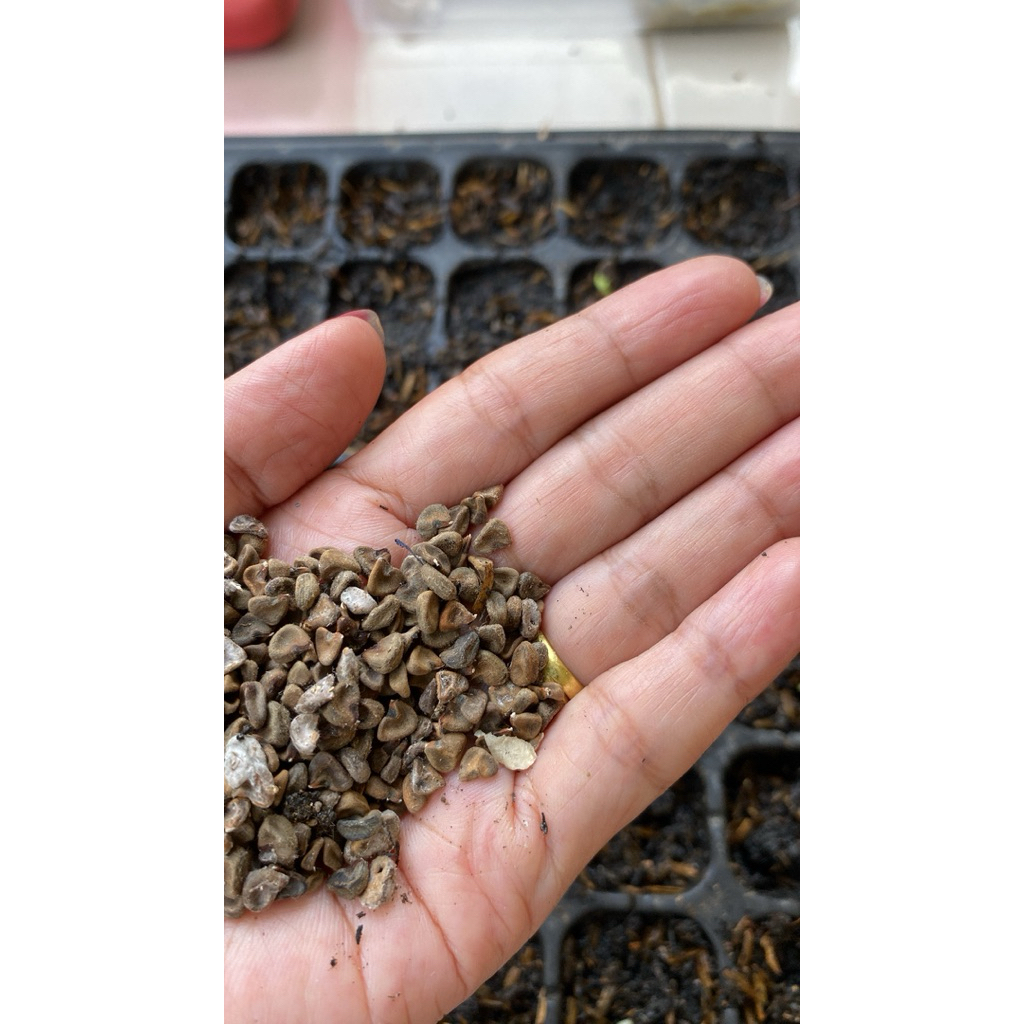 

Benih rosella ungu jumbo