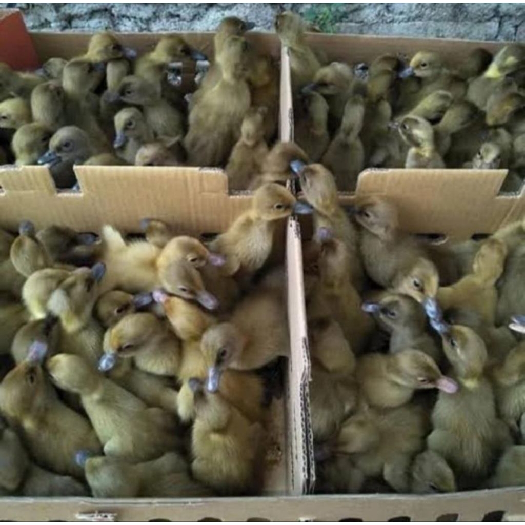 Dod Bebek Lokal - Anak Bebek - Murah