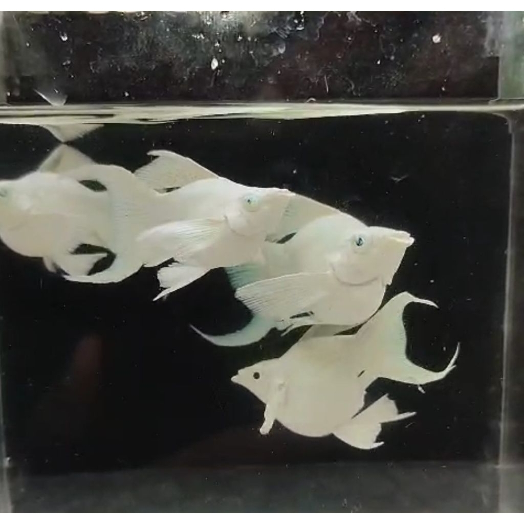 Molly Platinum Balon Cawang Induk Jumbo