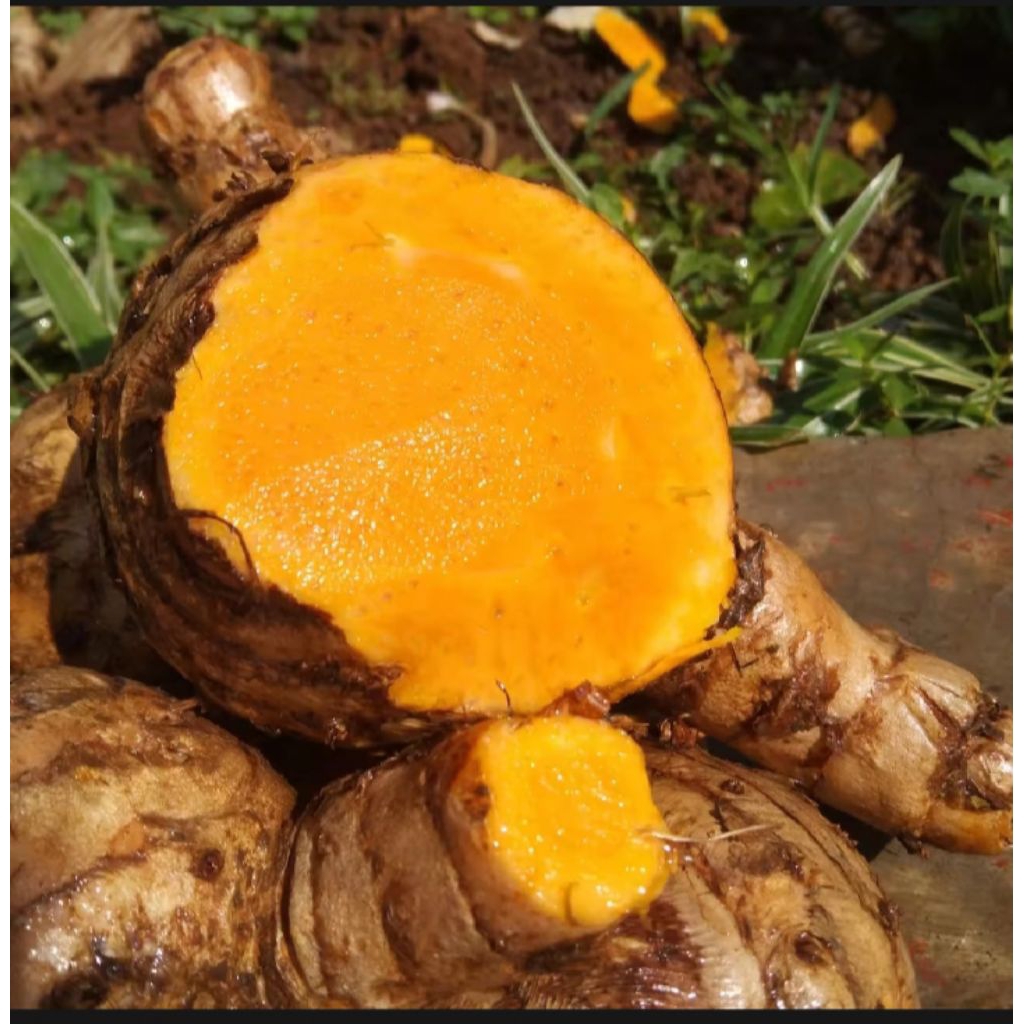 

TEMULAWAK SEGAR 1KG ORIGINAL FRESH