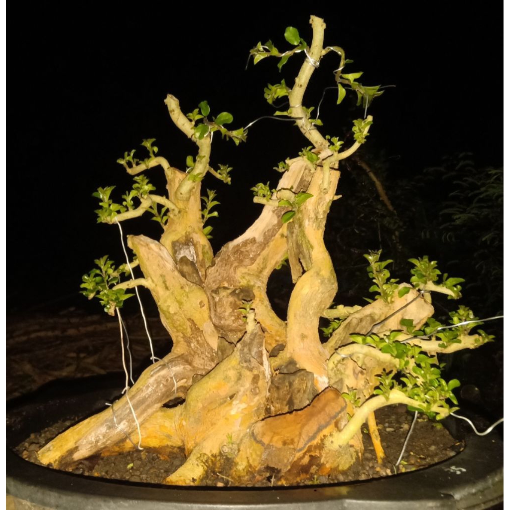 BAHAN BONSAI SISIR KALIAGE GURITA  SETENGAH JADI