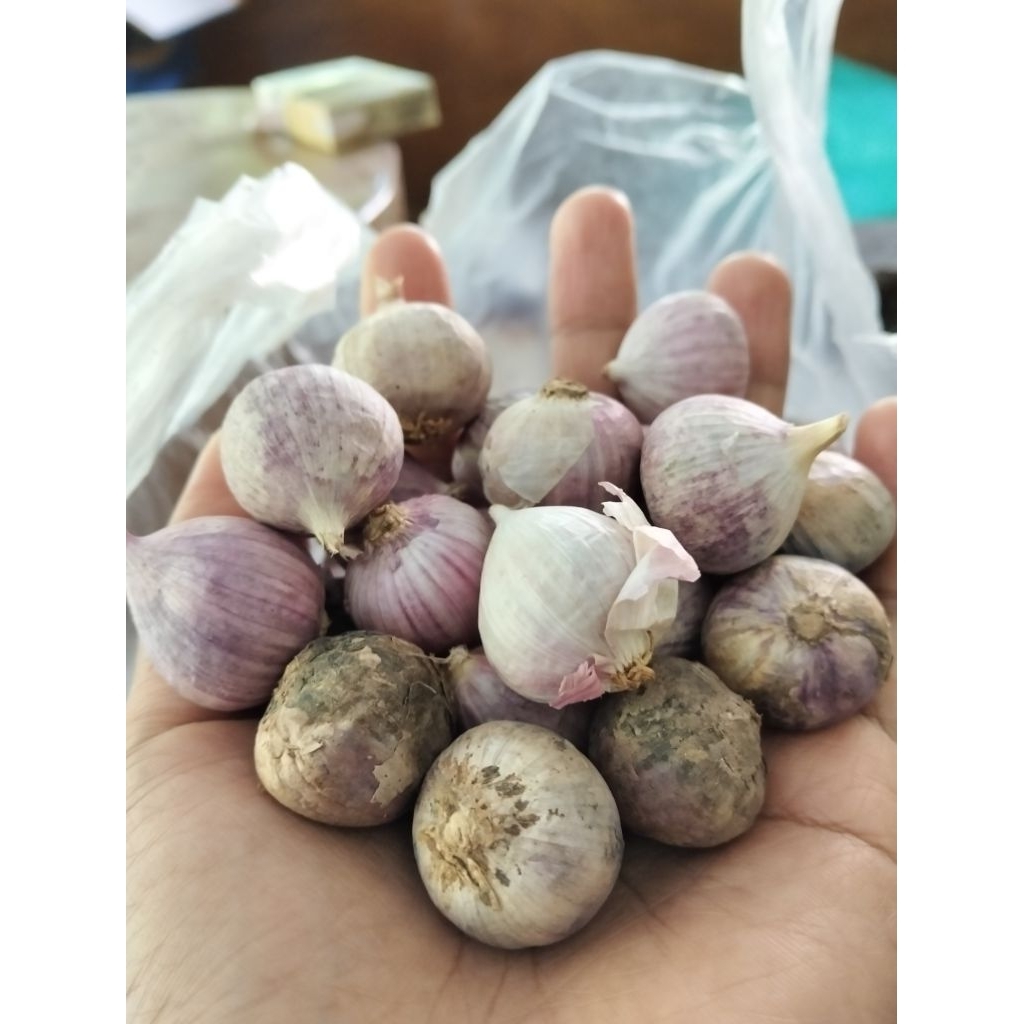 

bawang Lanang tunggal