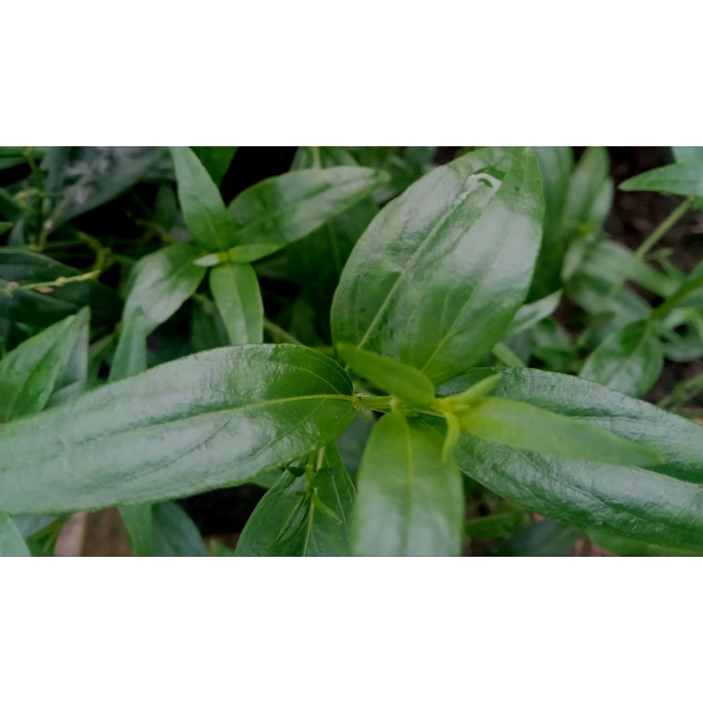 

50 lembar daun sambiloto Segar , herbal di petik ketika order masuk