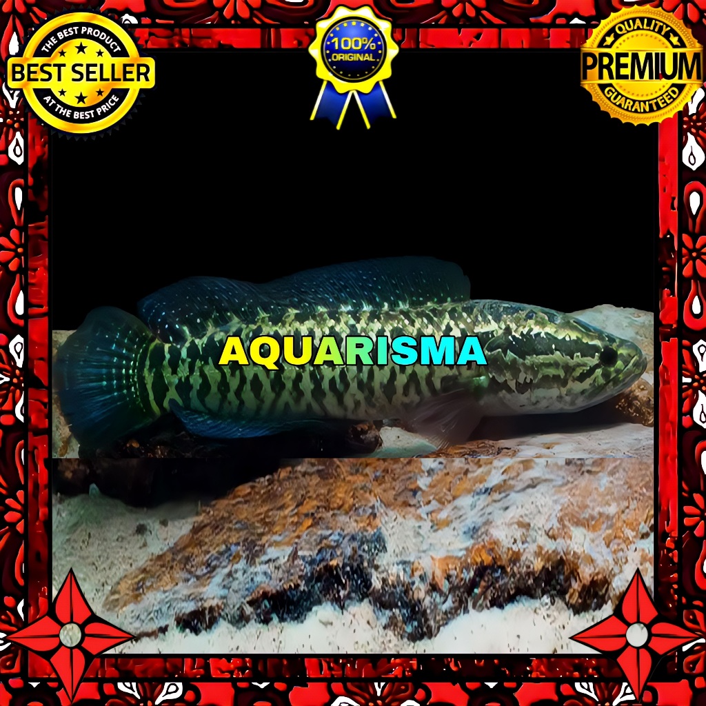 HIASAN AKUARIUM - SNAKEHEAD CHANNA GABUS ARGUS PYTHON MOZAIK XANTIC 12-13 CM