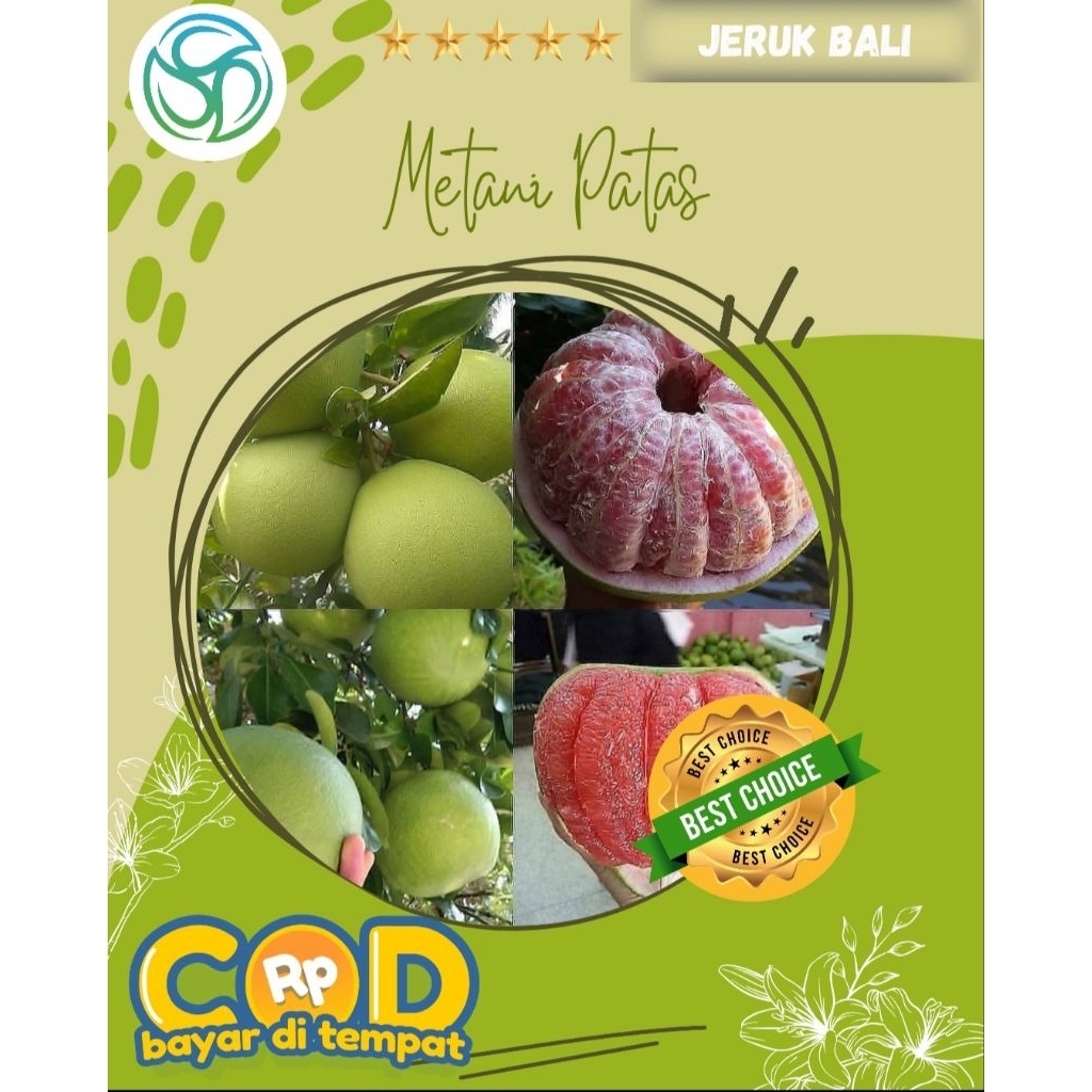 Bibit Jeruk Bali Merah || Buah Jeruk Bali || Tanaman Jeruk Bali Okulasi || Tanaman Berbuah di pot ||