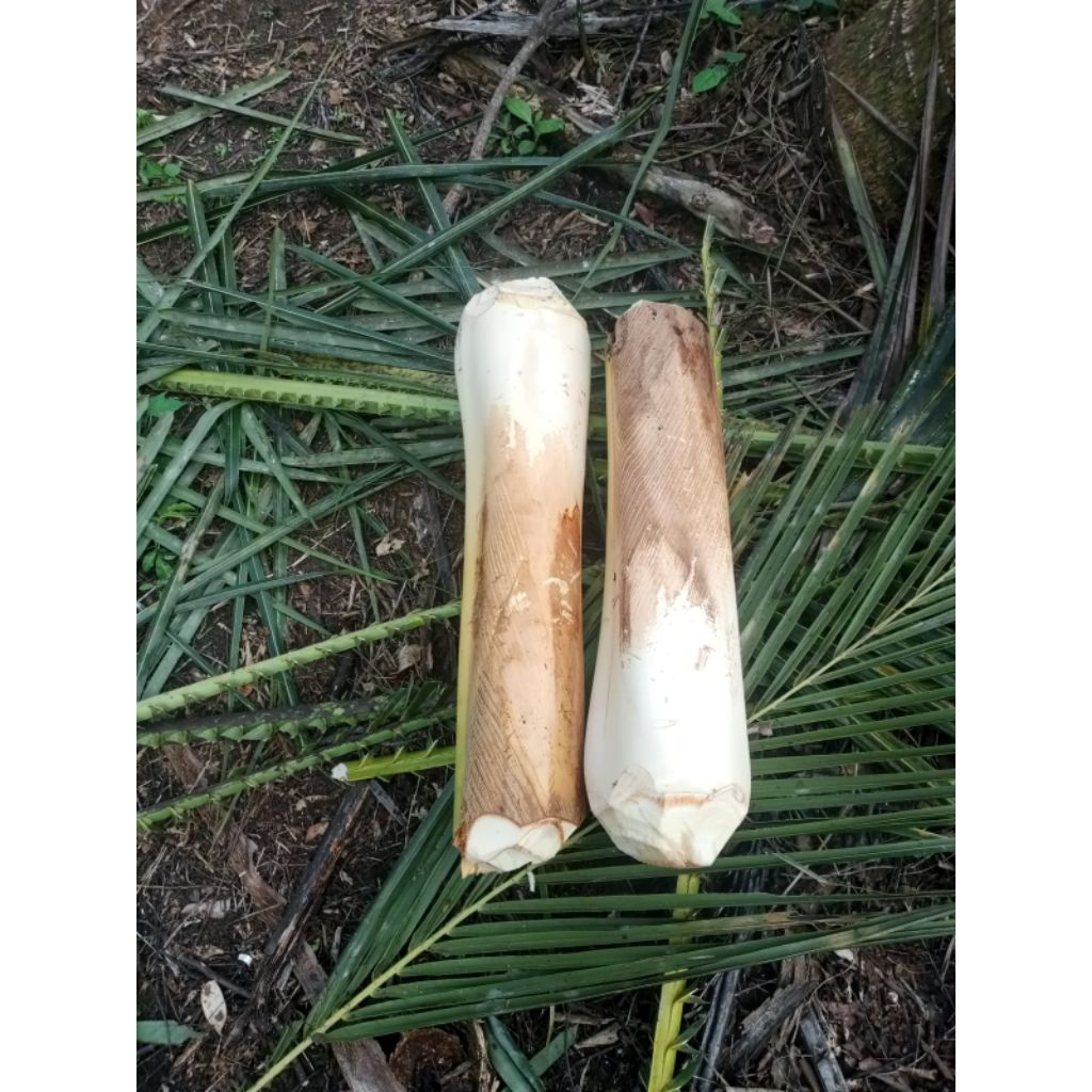 

humbut kelapa bonjoran utuh fressh