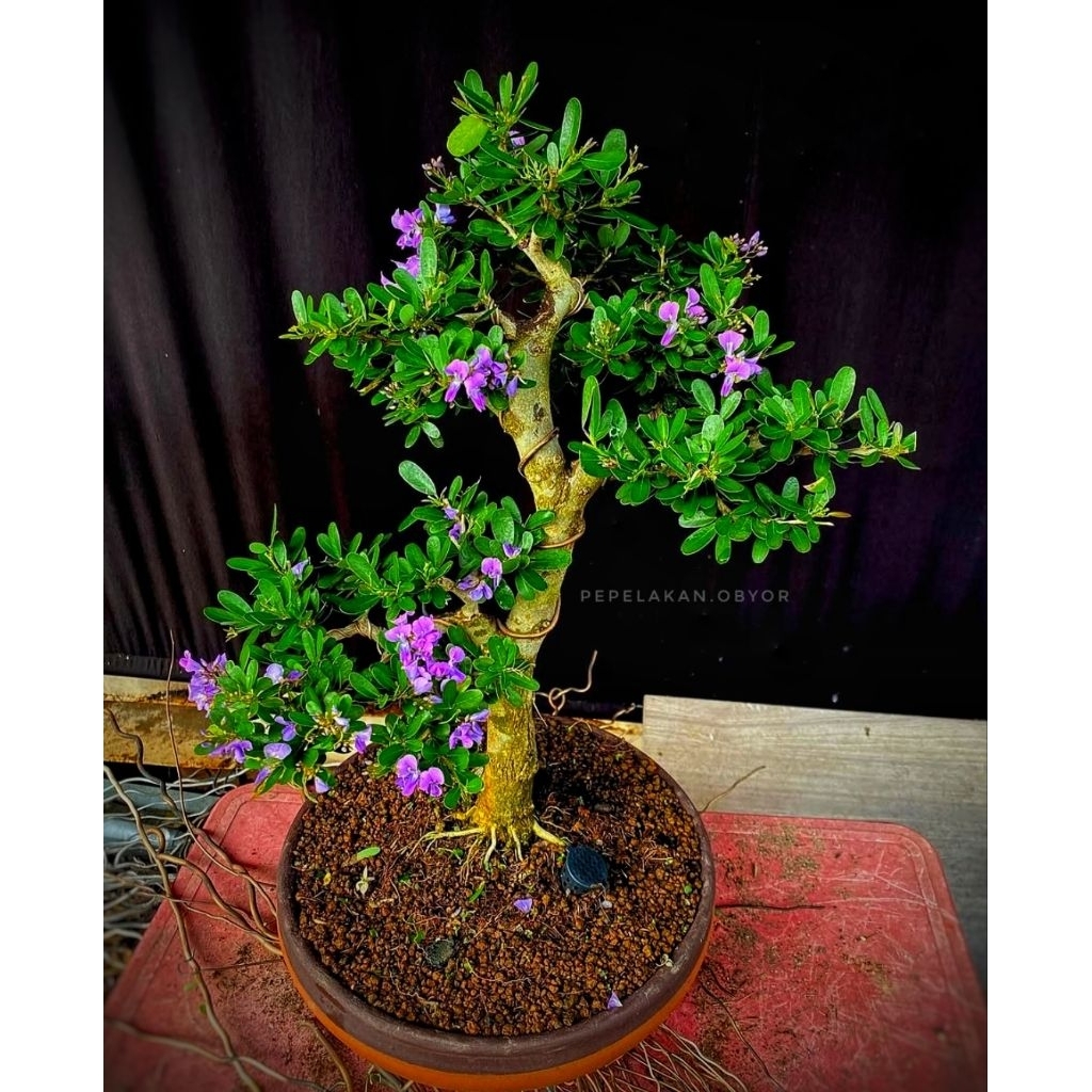 Bonsai Saeng Simbur Vietnam Compacta Tanpa Duri A.K.A Linh Sam (Bahan Bonsai )