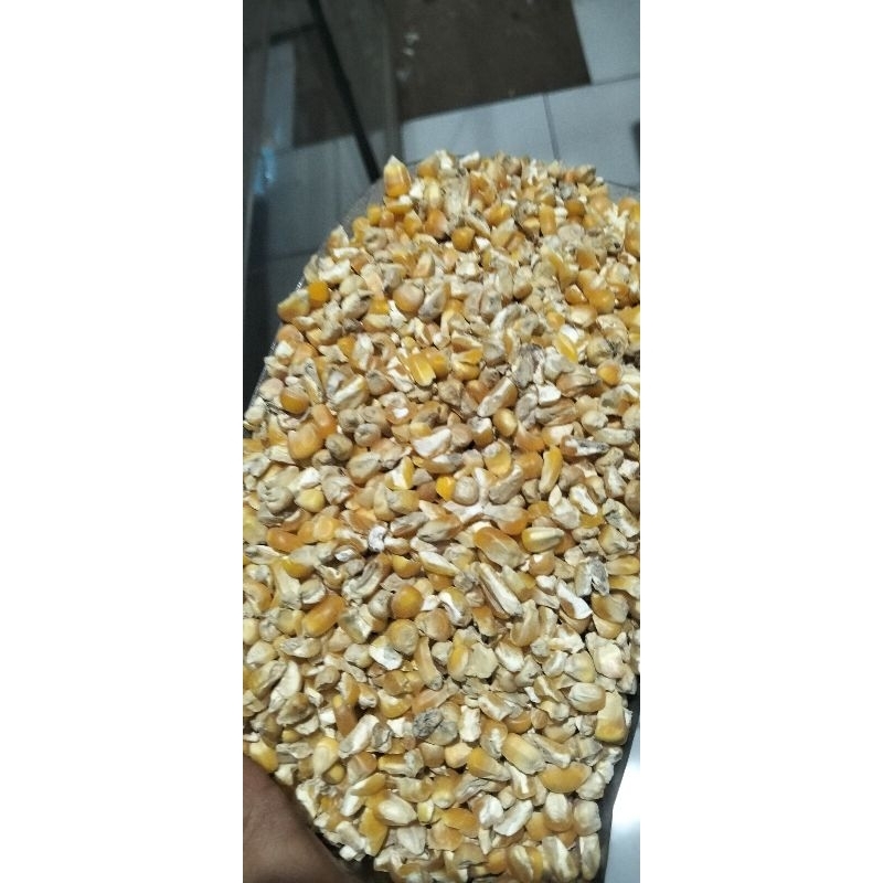 jagung merpati 1kg