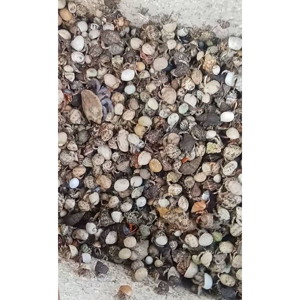 kelomang umang umang per kg grosir 1kg