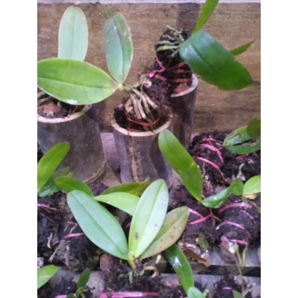 anggrek // anggrek putih //anggrek bulan