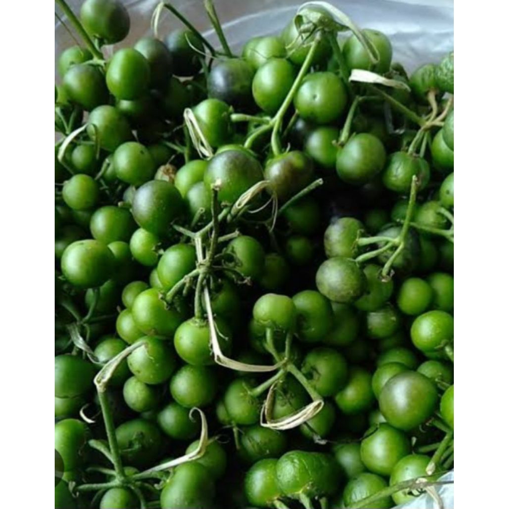 

Jual buah ranti atau lenca organik 500 g