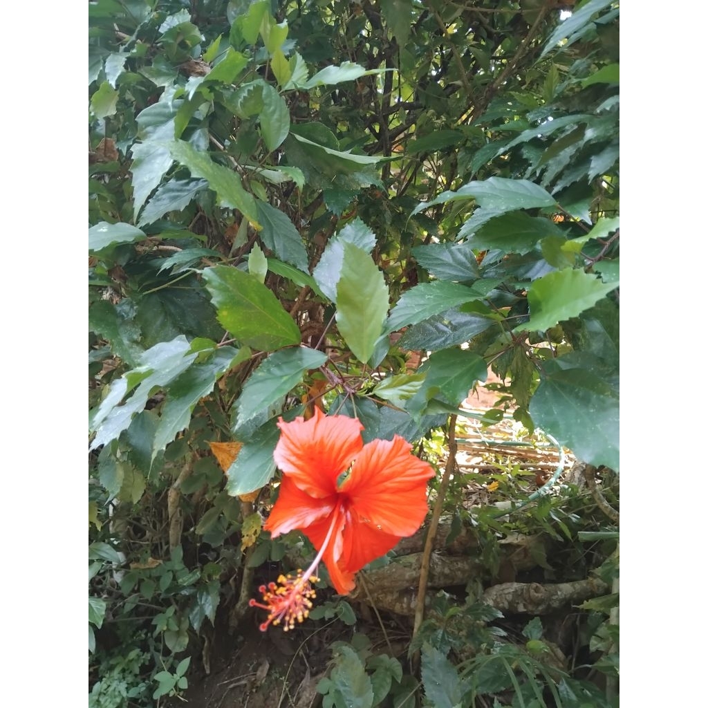 

Daun bunga sepatu segar 100 gram