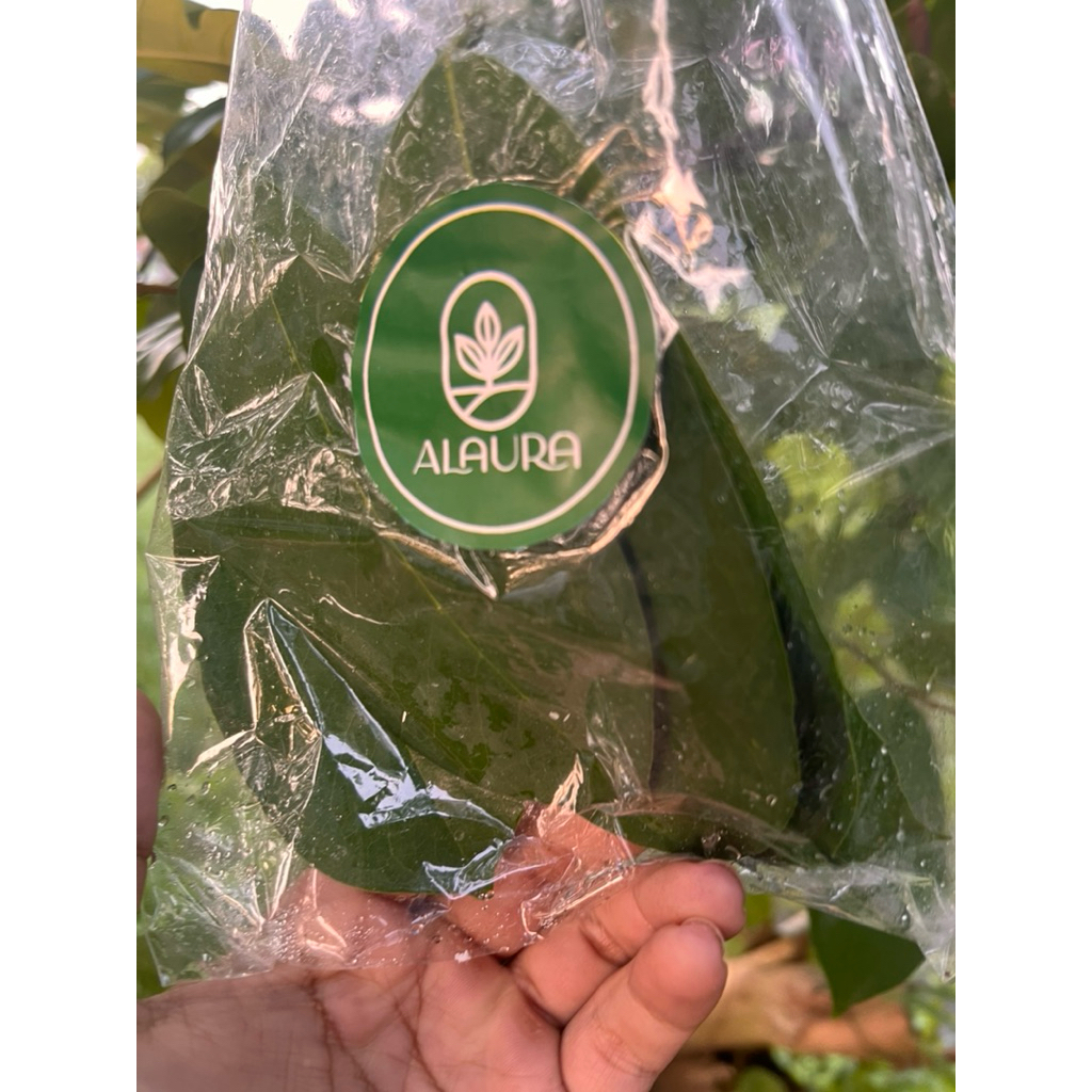 

Daun Sirsak Segar – 100 Lembar | Herbal Alami Obat Tradisional