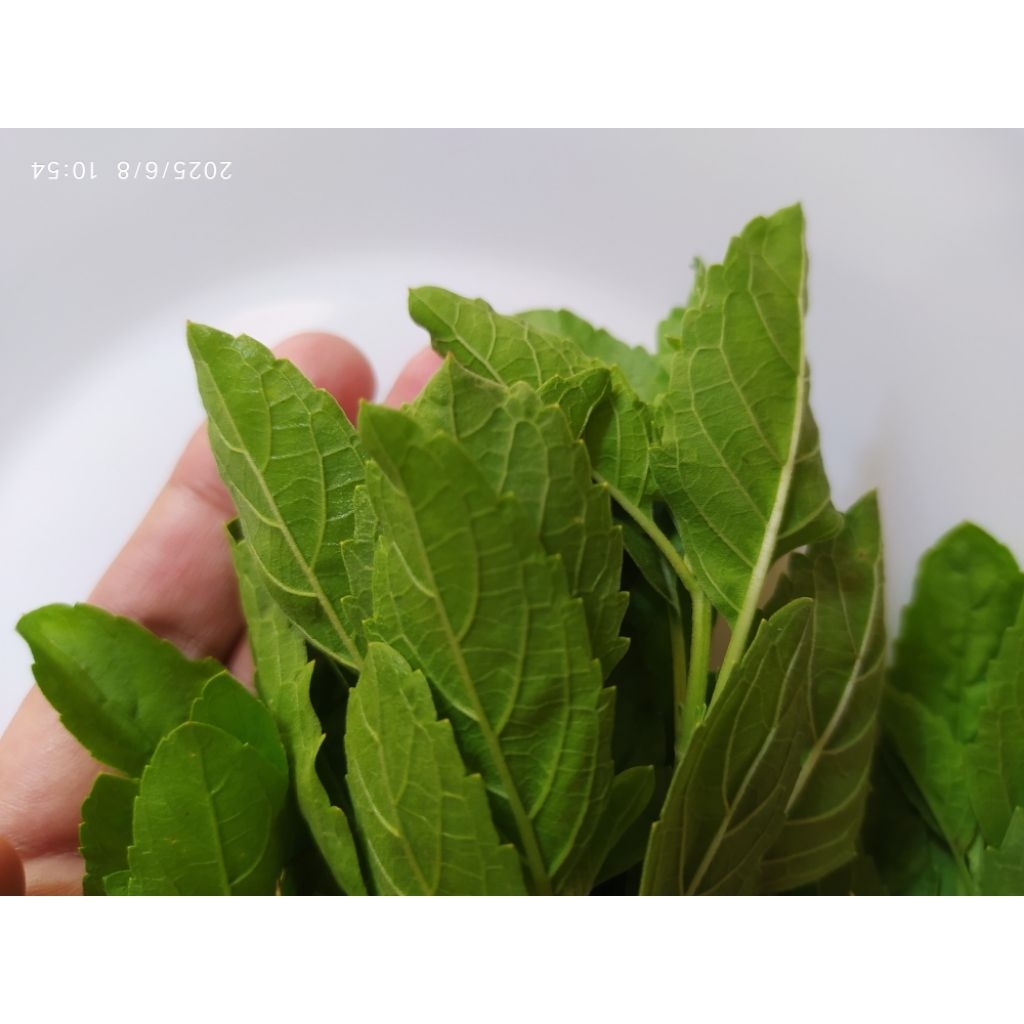 

Holy Thai Basil Organik 100gr 1000gr 1kg