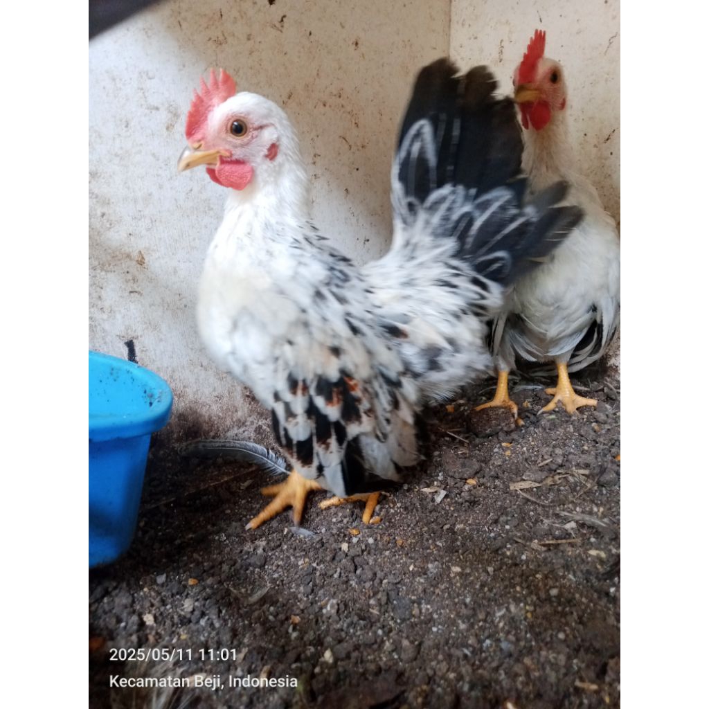 ayam kate chabo,blorok,blacktail lokal 3 bulanan