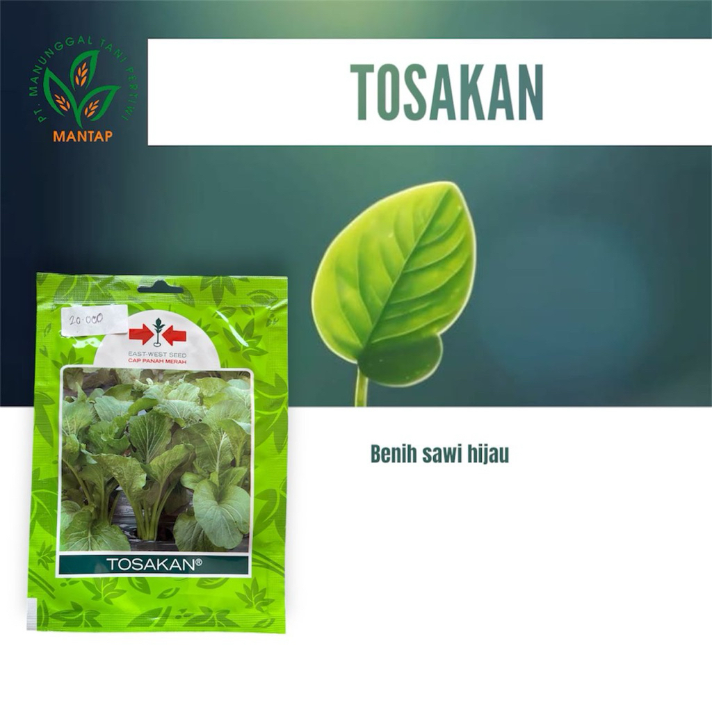 tosakan benih sawi
