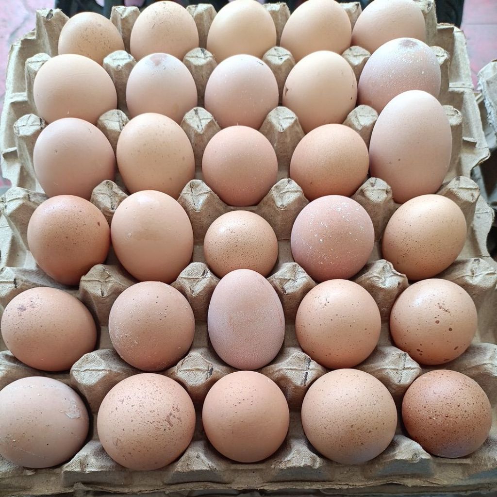 

Telur Ayam Negeri / kampung