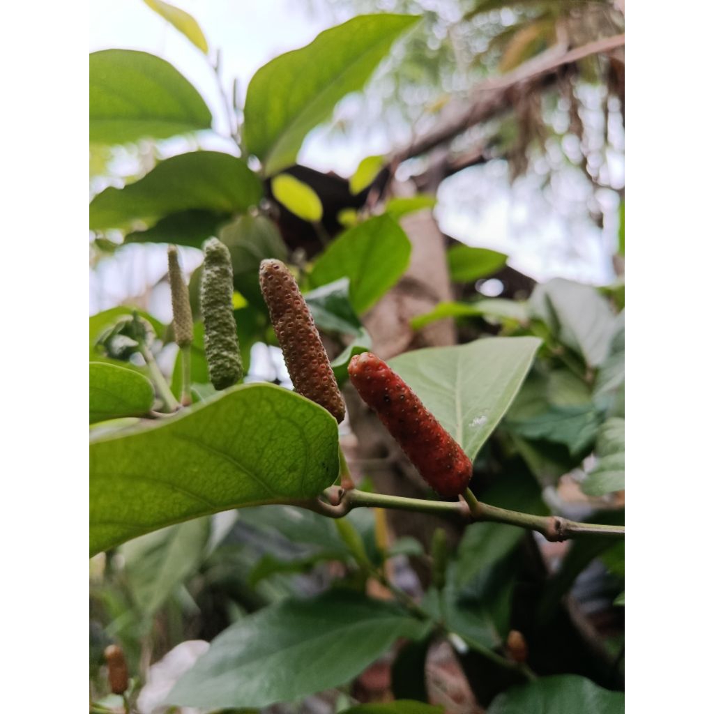 

Buah Cabe Jawa ahlinya ramuan herbal tradisional