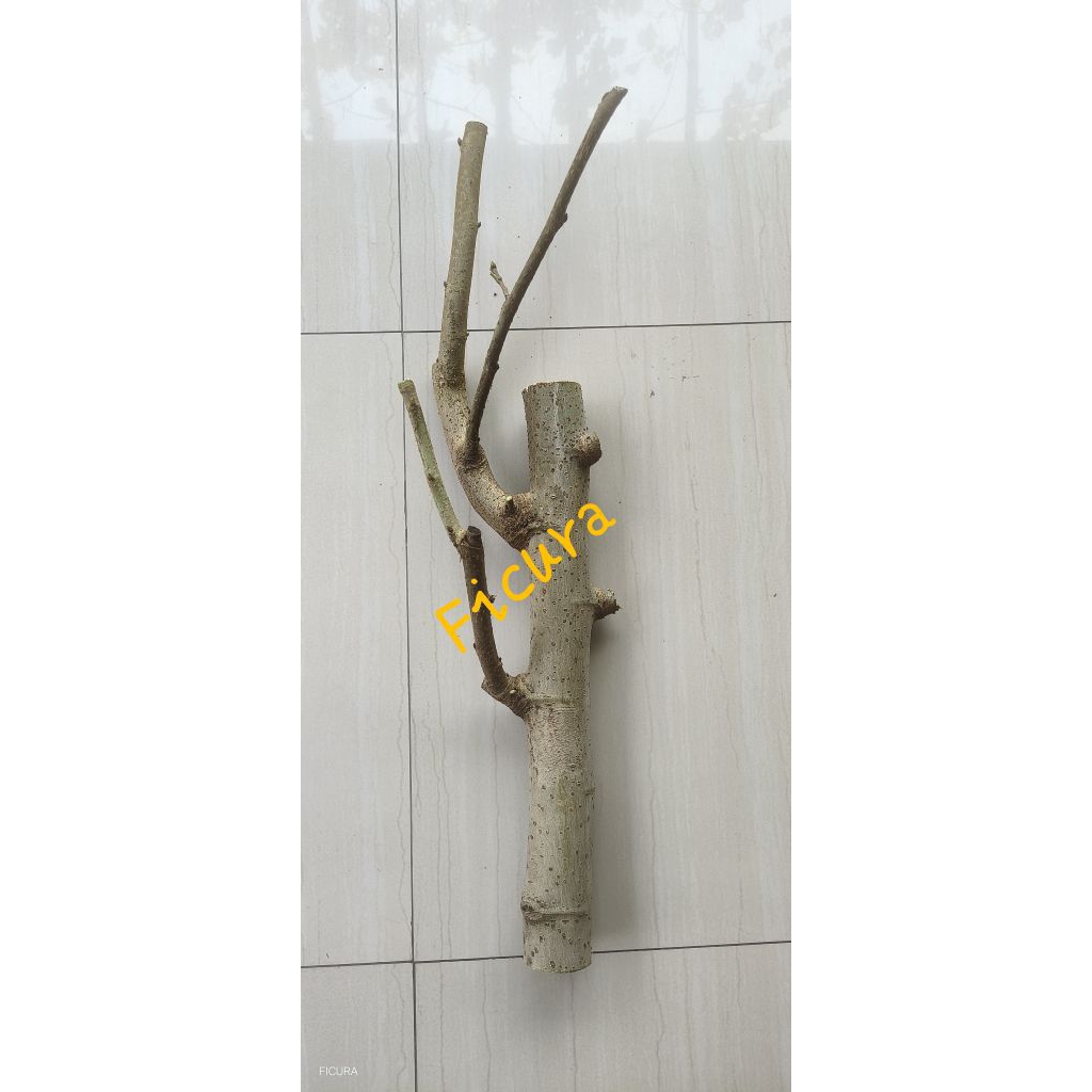 bibit fresh cutting lingkar 5cm an long murbei/white murbei || cocok buat bahan bonsai