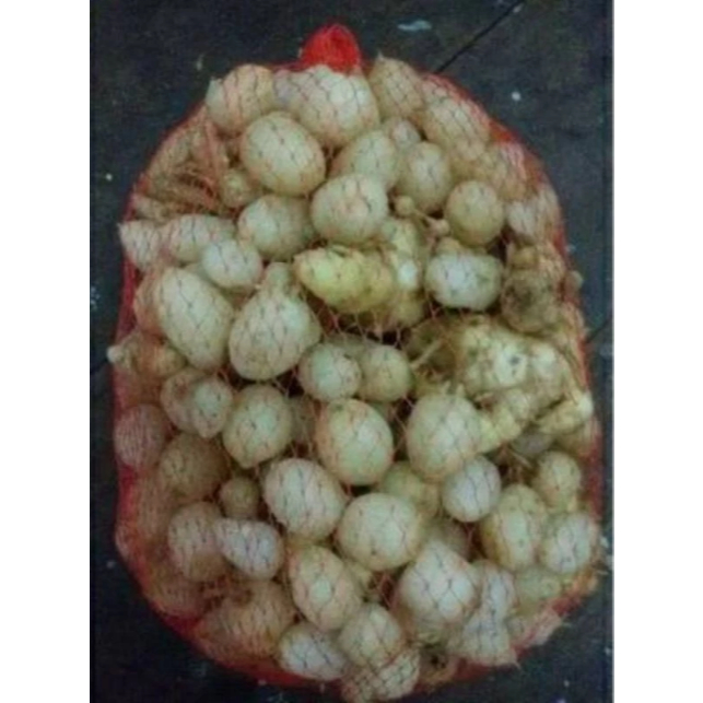

Kunyit Putih Segar kunir Putih Segar Buah Asli 500gr