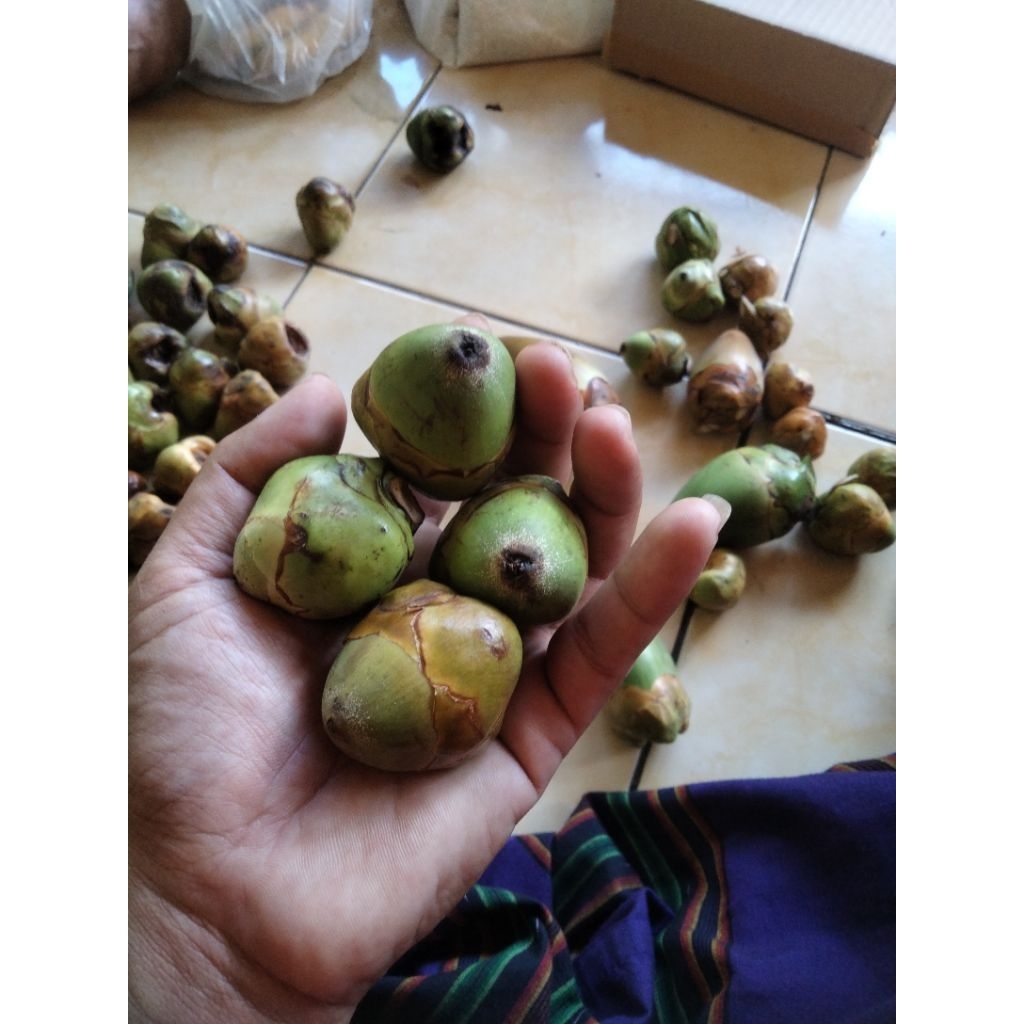 

beluluk atau cengkir kelapa fresh/ 5 biji