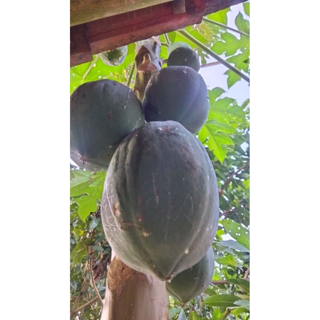 

Pepaya Mentah Segar dari Kebun – Cocok untuk Sayur & Rujak | Buah Pepaya Muda Alami