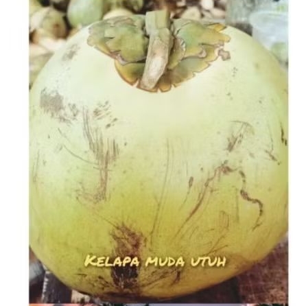 

Air Kelapa Muda Kelapa Utuh Kelapa Muda Papas 1 Pcs