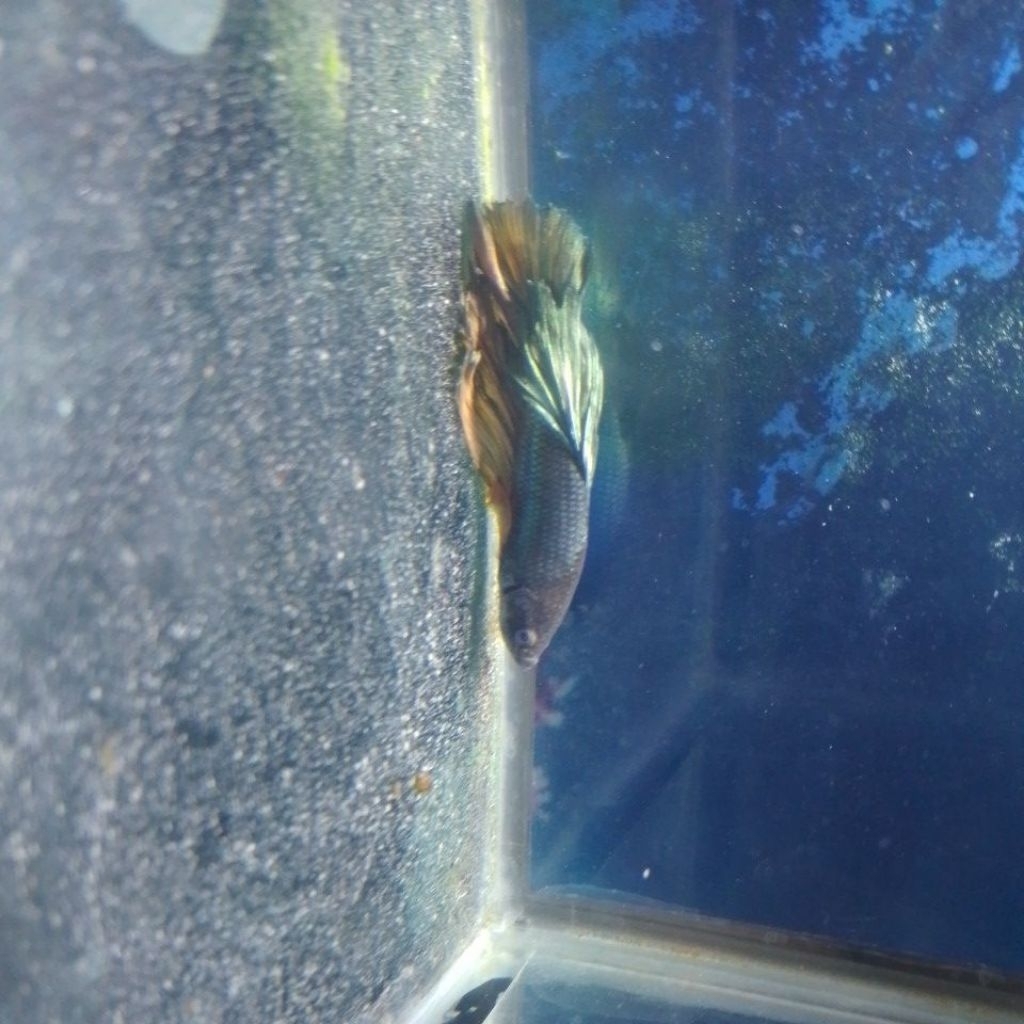 ikan cupang crowntail