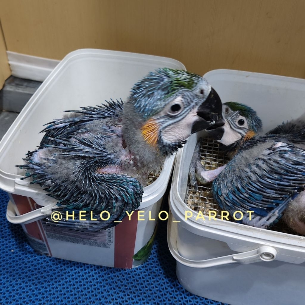 Baby Macaw - Blue and Gold