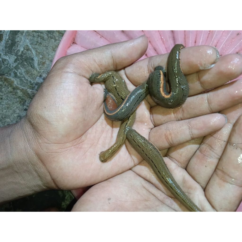 Lintah hidup steril ukuran Besar