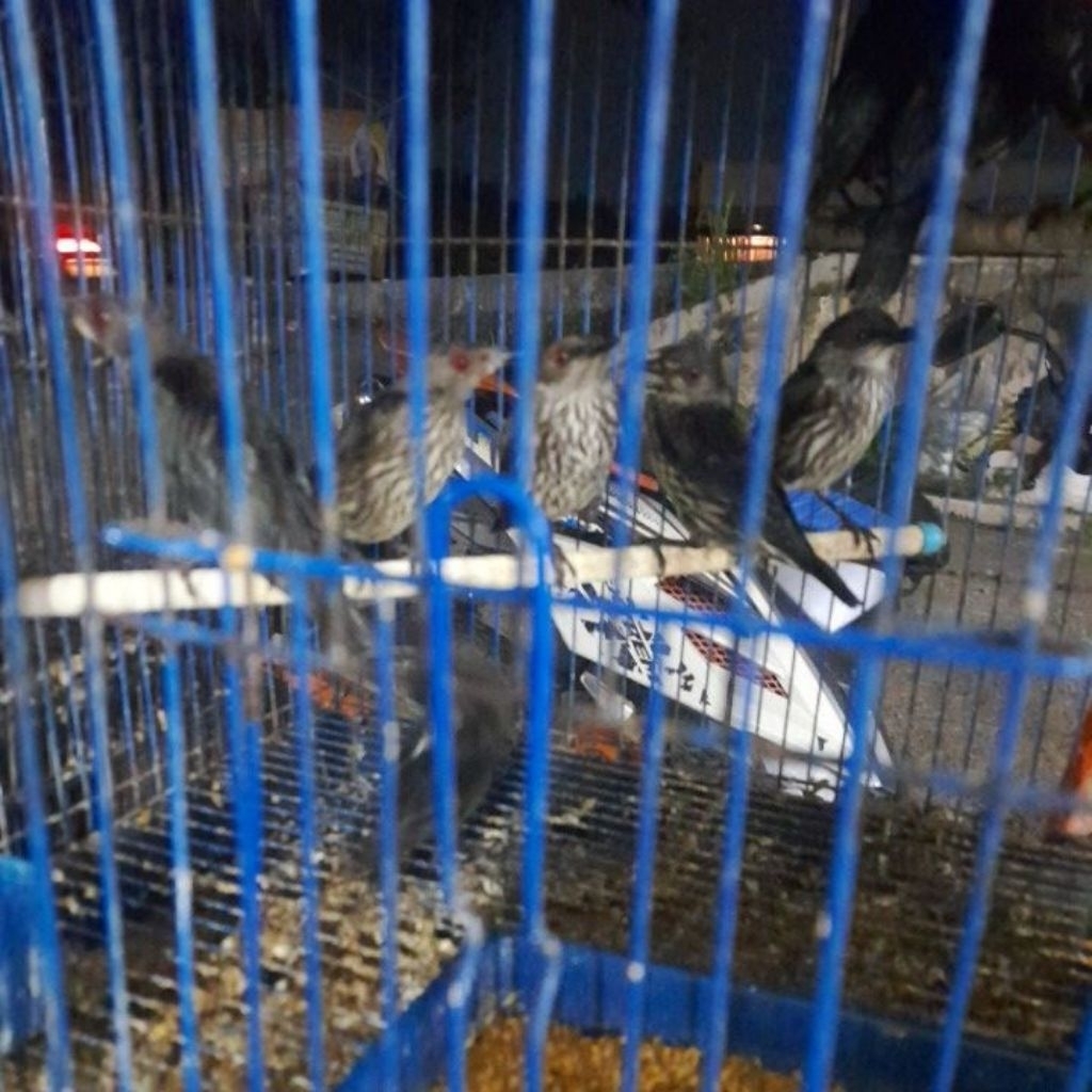 cucak keling ÷bonus pakan