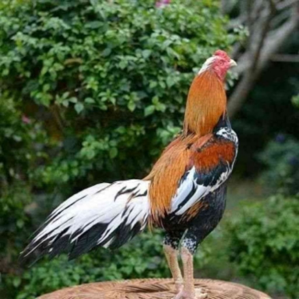 paket hemat 3 Telur Tetas Ayam Bangkok Wiring kuning Blokrok Petarung siap untuk ditetaskan