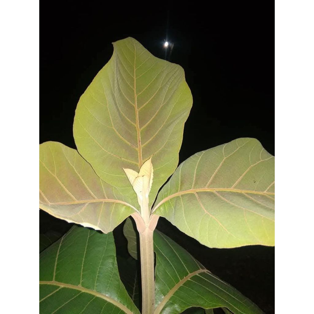 

PUPUS DAUN JATI FRESS 100g