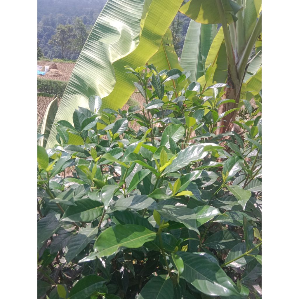 

DAUN KACA PIRING SEGAR LANGSUNG PETIK 200 gram