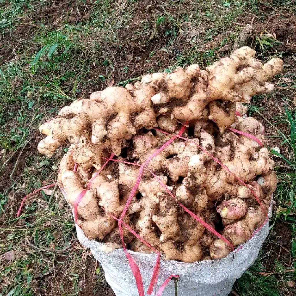 

Jahe gajah segar kemasan1kg