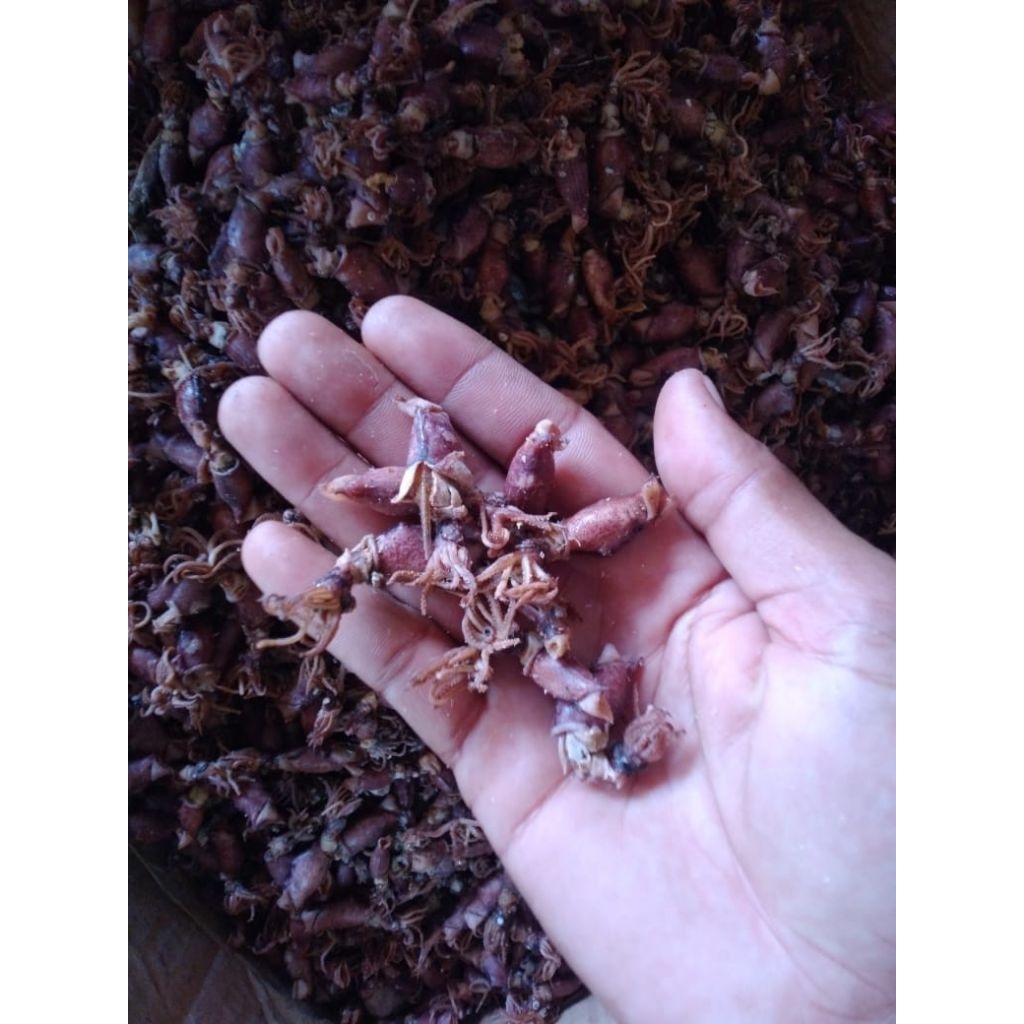

baby cumi super asli medan 250gr