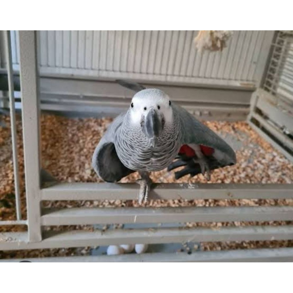 

telurr burung kakatua abu abu aslii original siap di tetaskann Bergaransi