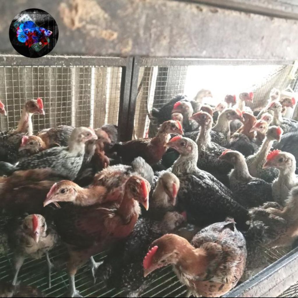 Ayam Arab Remaja - Ayam Kampung Arab