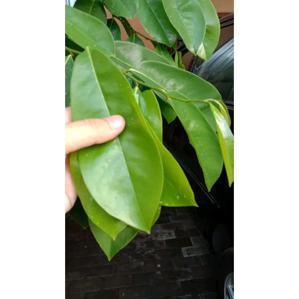 

DAUN SIRSAK OBAT KANKER 100 LEMBAR