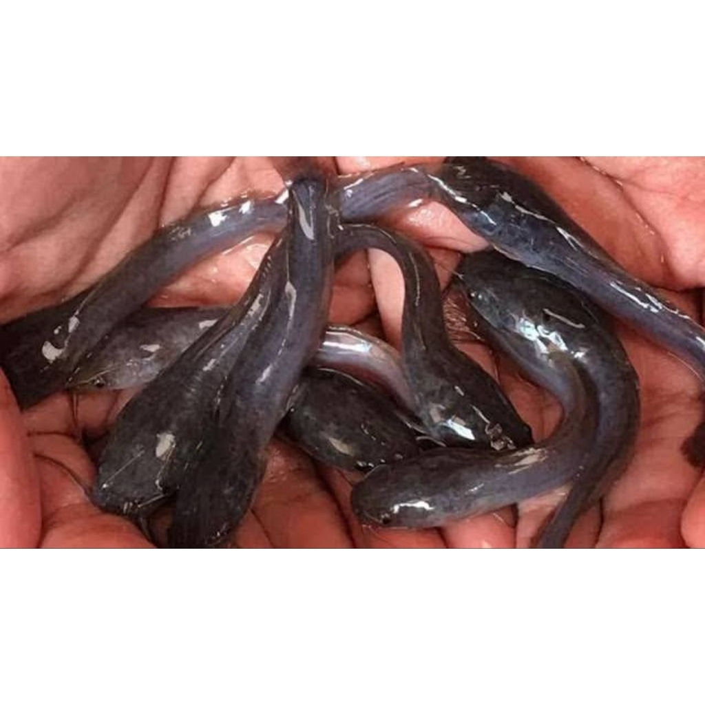 bibit ikan lele peternak unggul