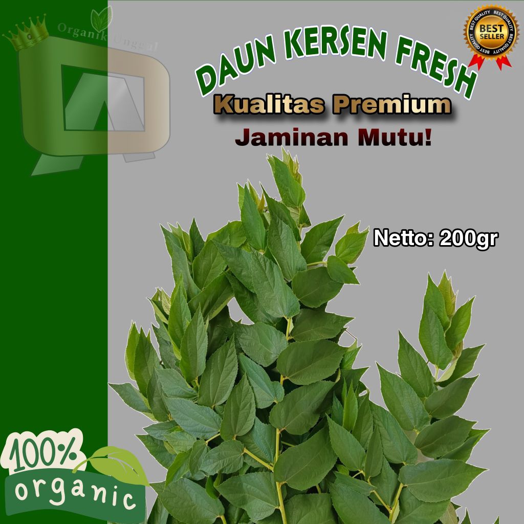 

Daun Kersen Fresh 100% Alsi Organik Khas Madura